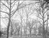 Carroll Park-58th and Girard Avenue-Ash Leaf Mapl